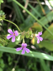 Pelargonium grossularioides