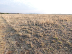 Cymbopogon pospischilii