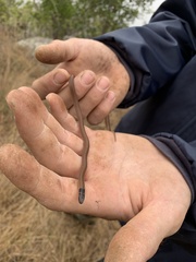 Aparallactus capensis