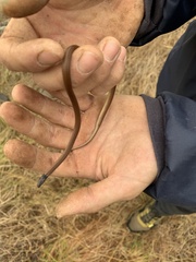 Aparallactus capensis