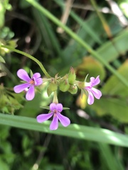 Pelargonium grossularioides
