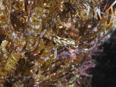 Hypselodoris jacksoni