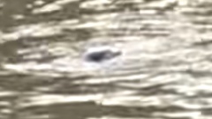 Ornithorhynchus anatinus