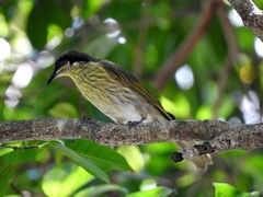 Gavicalis versicolor