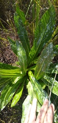 Lichtensteinia trifida