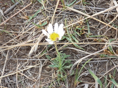 Dimorphotheca caulescens