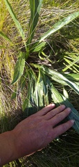 Lichtensteinia trifida