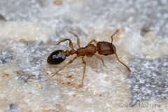 Tetramorium bicarinatum