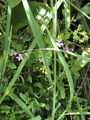 Pelargonium grossularioides