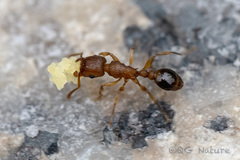 Tetramorium bicarinatum