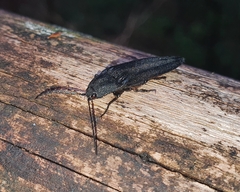 Tibionema abdominalis