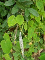 Polystemma guatemalense