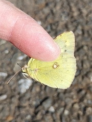 Colias poliographus
