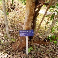 Flacourtia indica