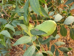 Baizongia pistaciae