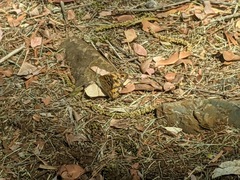 Heteronympha merope