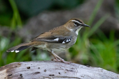 Cercotrichas signata