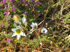 Ixia monadelpha