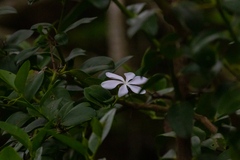 Plumbago zeylanica