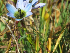 Ixia monadelpha
