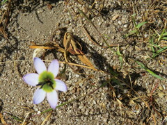Ixia monadelpha
