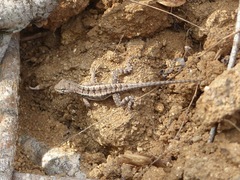Microlophus occipitalis