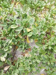 Psoralea repens