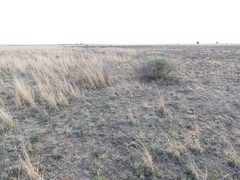Cymbopogon pospischilii