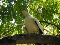 Ducula spilorrhoa