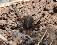 Phyxelididae