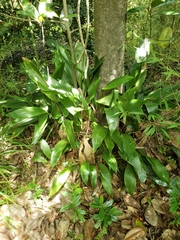 Aspidistra elatior