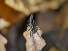Pardosa amentata