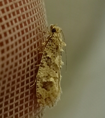 Lysiphragma epixyla