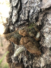 Porodaedalea