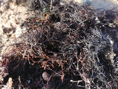 Furcellaria lumbricalis