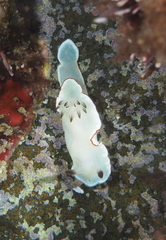 Glossodoris