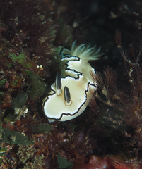 Doriprismatica atromarginata