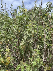 Hibiscus diversifolius