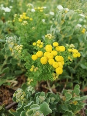 Oncosiphon sabulosus