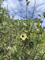 Hibiscus diversifolius