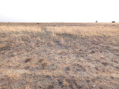 Aristida adscensionis