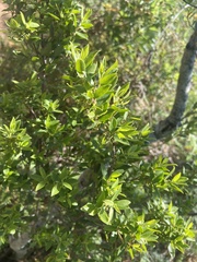 Diospyros glabra
