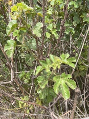 Hibiscus diversifolius