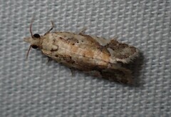 Euphona euphona