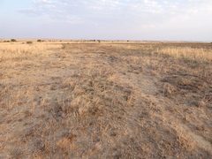 Aristida congesta barbicollis