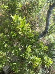 Diospyros glabra
