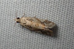 Euphona euphona