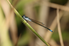 Ischnura pruinescens