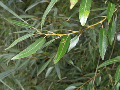 Salix