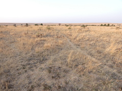 Pentzia globosa